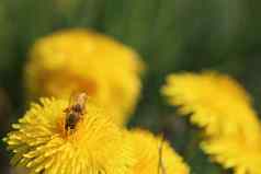 蜜蜂坐着黄色的蒲公英花