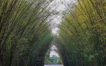 自然景观视图隧道<strong>竹子</strong>自然光