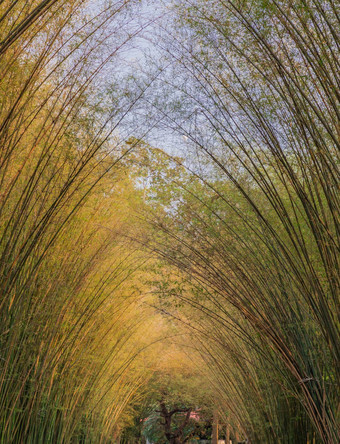 自然景观视图隧道竹子自然光