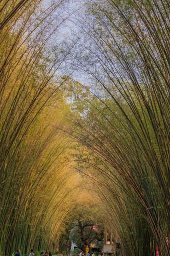 自然景观视图隧道竹子自然光