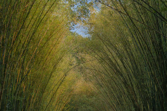 自然景观<strong>视图隧道</strong>竹子自然光