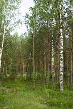 桦木云杉蘑菇森林夏天一天绿色树夏天森林旅行自然风景白俄罗斯