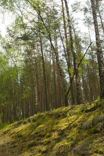 夏天绿色森林景观早....自然林地绿色自然白俄罗斯桦木树松树森林