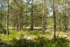 雄伟的绿色松树森林深自然森林白俄罗斯