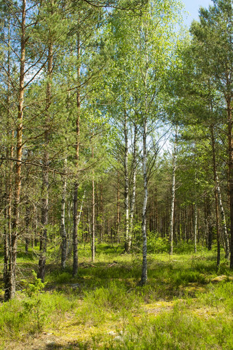 原始森林金属氧化物半导体地面白俄罗斯