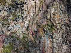棕色（的）山毛榉树树皮粗糙的纹理绿色莫斯地底