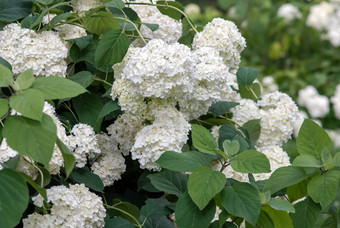 <strong>绣球花</strong>macrophylla白色花布什