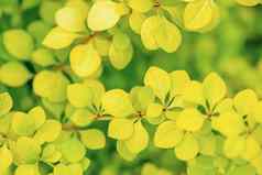 日本伏牛花小檗属植物thunbergii尿素微黄发绿叶子特写镜头