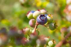 单成熟的蓝莓集群布什