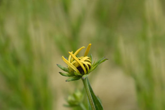 金塔松果<strong>菊</strong>