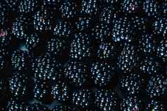 特写镜头成熟的黑色的桑浆果视图