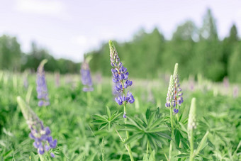 卢平<strong>场</strong>粉红色的紫色的花群卢平夏天花背景盛开的羽扇豆花<strong>场</strong>卢平阳光照植物温柔的温<strong>暖</strong>的软颜色春天夏天花