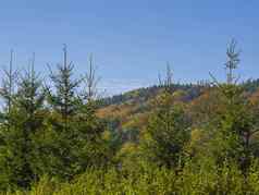 绿色云杉树森林秋天彩色的森林山蓝色的天空背景