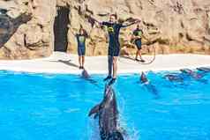 海豚跳水驯养人海豚显示