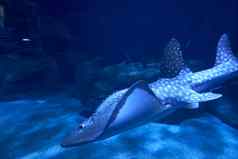 鲨鱼黄貂鱼黑暗海洋