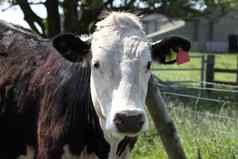 棕色（的）白色牛seperated牛威尔士