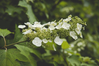 关闭<strong>绣球花</strong>quercifolia