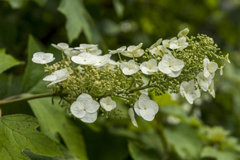 关闭绣球花quercifolia