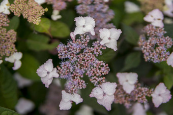 关闭<strong>绣球花</strong>macrophylla