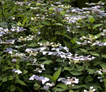 关闭<strong>绣球花</strong>macrophylla