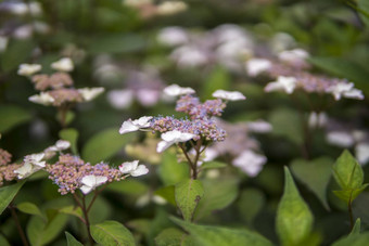 关闭<strong>绣球花</strong>macrophylla