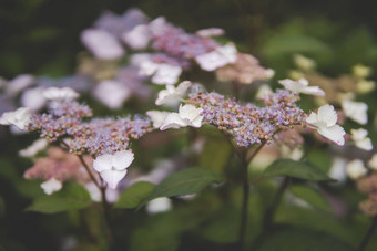 关闭<strong>绣球花</strong>macrophylla