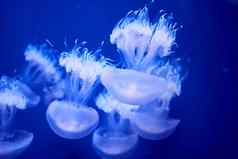 集团白色水母浮动海洋