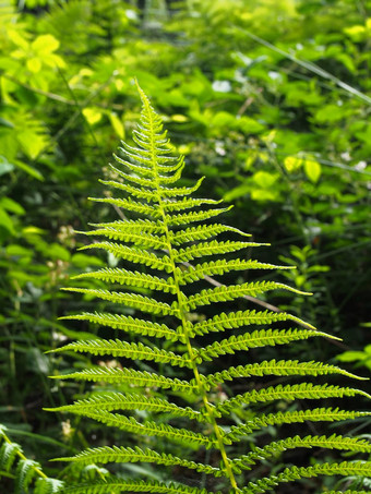 明亮的绿色蕨类植物叶概述了明亮的夏天阳光<strong>林地</strong>背景