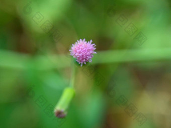 艾米利亚sonchifolia淡紫色流苏花卡卡利亚sonchifolia自然背景植物特殊的香气使乌拉普-乌拉普印尼沙拉印尼调用tempu威阳