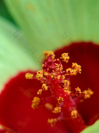 关闭现crinitus现海南氏菌现racemosus芙蓉bodinieri芙蓉骑兵芙蓉十分难看美丽的轮黄色的花自然