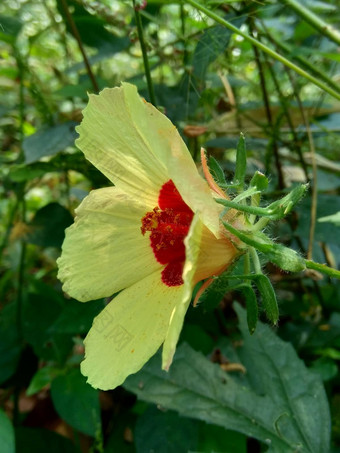 关闭现crinitus现海南氏菌现racemosus芙蓉bodinieri芙蓉骑兵芙蓉十分难看美丽的轮黄色的花自然