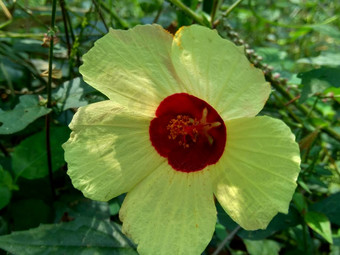 关闭现crinitus现海南氏菌现racemosus芙蓉bodinieri芙蓉骑兵芙蓉十分难看美丽的轮黄色的花自然