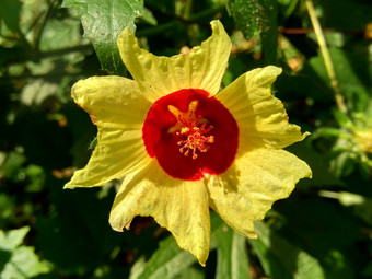 关闭现crinitus现海南氏菌现racemosus芙蓉bodinieri芙蓉骑兵芙蓉十分难看美丽的轮黄色的花自然