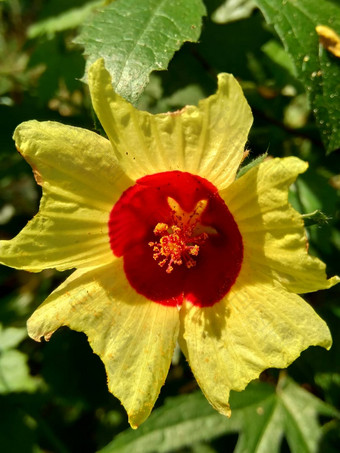 关闭现crinitus现海南氏菌现racemosus芙蓉bodinieri芙蓉骑兵芙蓉十分难看美丽的轮黄色的花自然