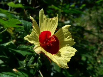 关闭现crinitus现海南氏菌现racemosus芙蓉bodinieri芙蓉骑兵芙蓉十分难看美丽的轮黄色的花自然