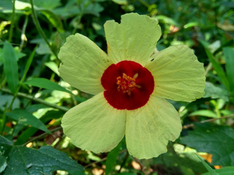 关闭现crinitus现海南氏菌现racemosus芙蓉bodinieri芙蓉骑兵芙蓉十分难看美丽的轮黄色的花自然