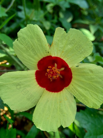 关闭现crinitus现海南氏菌现racemosus芙蓉bodinieri芙蓉骑兵芙蓉十分难看美丽的轮黄色的花自然