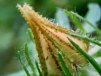 关闭现crinitus现海南氏菌现racemosus芙蓉bodinieri芙蓉骑兵芙蓉十分难看美丽的轮黄色的花自然