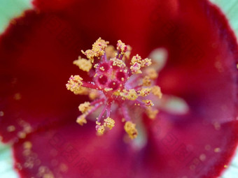 关闭现crinitus现海南氏菌现racemosus芙蓉bodinieri芙蓉骑兵芙蓉十分难看美丽的轮黄色的花自然