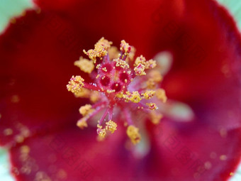 关闭现crinitus现海南氏菌现racemosus芙蓉bodinieri芙蓉骑兵芙蓉十分难看美丽的轮黄色的花自然