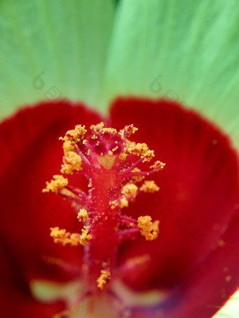 关闭现crinitus现海南氏菌现racemosus芙蓉bodinieri芙蓉骑兵芙蓉十分难看美丽的轮黄色的花自然