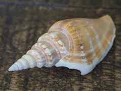 关闭白色橙色海蜗牛壳牌棕色（的）木桌子上