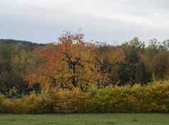 充满活力的秋天颜色叶子樱桃树落叶树布什多云的蓝色的天空背景农村花园