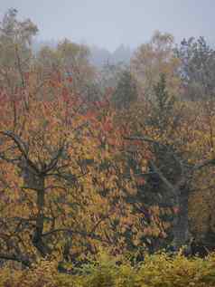 充满活力的秋天颜色叶子樱桃树落叶树布什喜怒无常的多雾的秋天一天雾背景农村