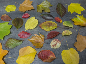 色彩斑斓的红色的黄色的绿色下降秋天叶子难看的东西游戏