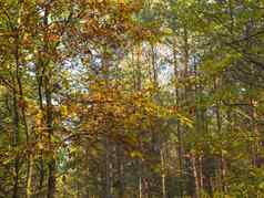 秋天橙色黄色的落叶树森林太阳光