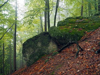 神秘的秋天多雾的色彩斑斓的森林大石头覆盖