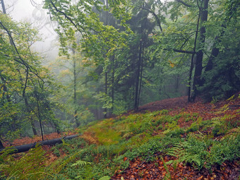 神秘的秋天多雾的色彩斑斓的森林红色的下降叶子
