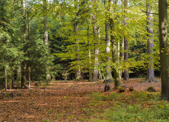 色彩斑斓的秋天落叶森林地面覆盖下降阅读