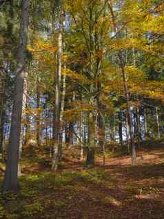 色彩斑斓的秋天落叶山毛榉树云杉树森林组织
